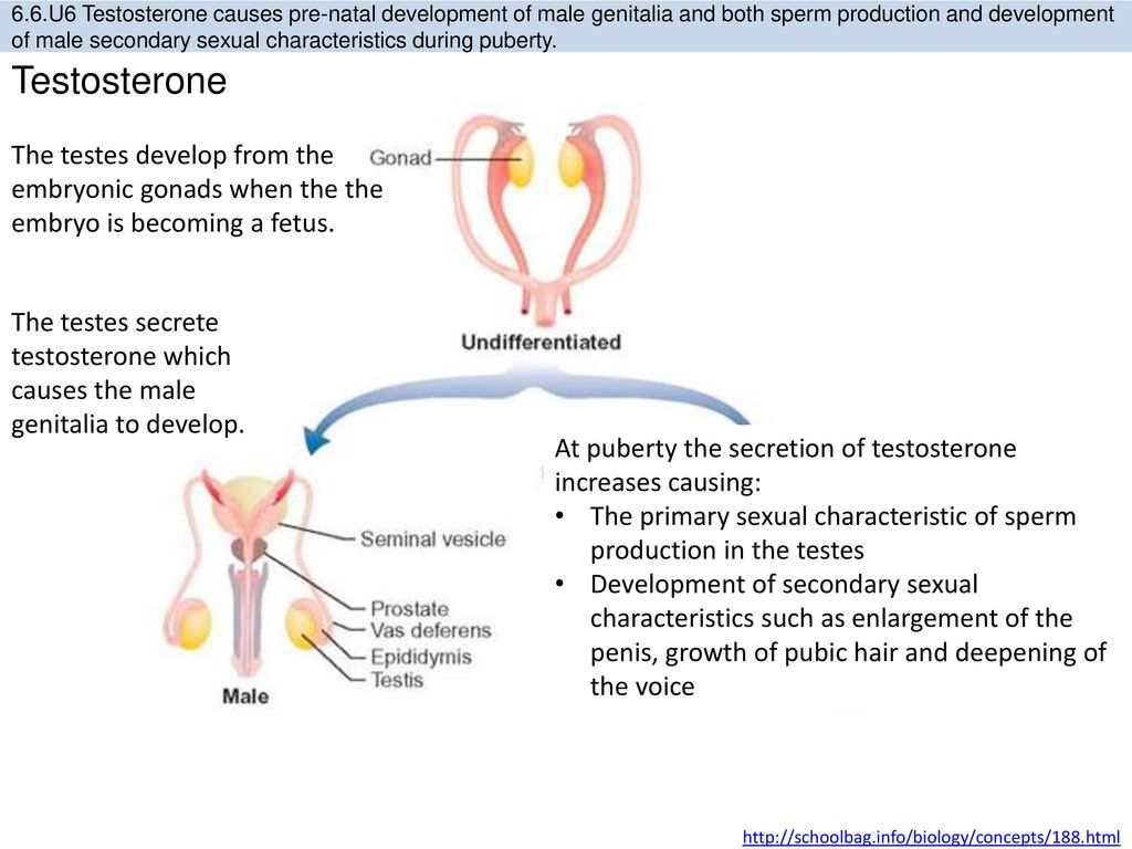 Does low testosterone cause prostate enlargement